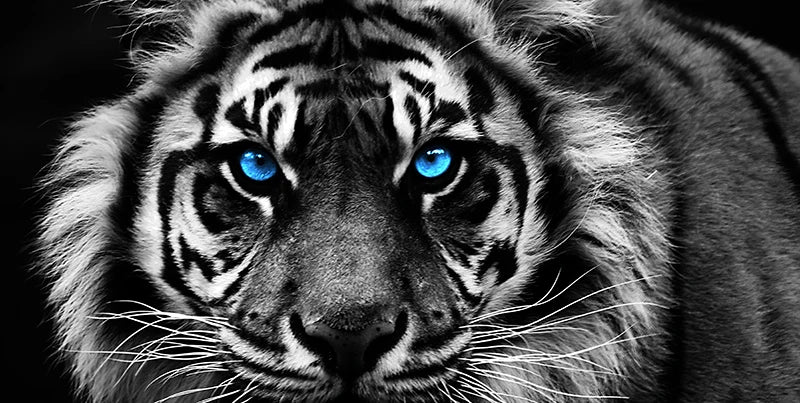 Moderna tryck Canvastavlor Svartvita tigerhuvudmålningar Väggkonst Posters Djurkonst Tavlor Gråa för heminredning